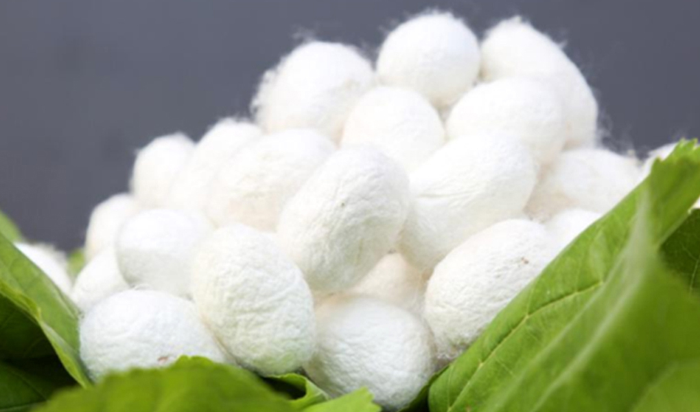 the silkworm diet matters for mulberry silk quality