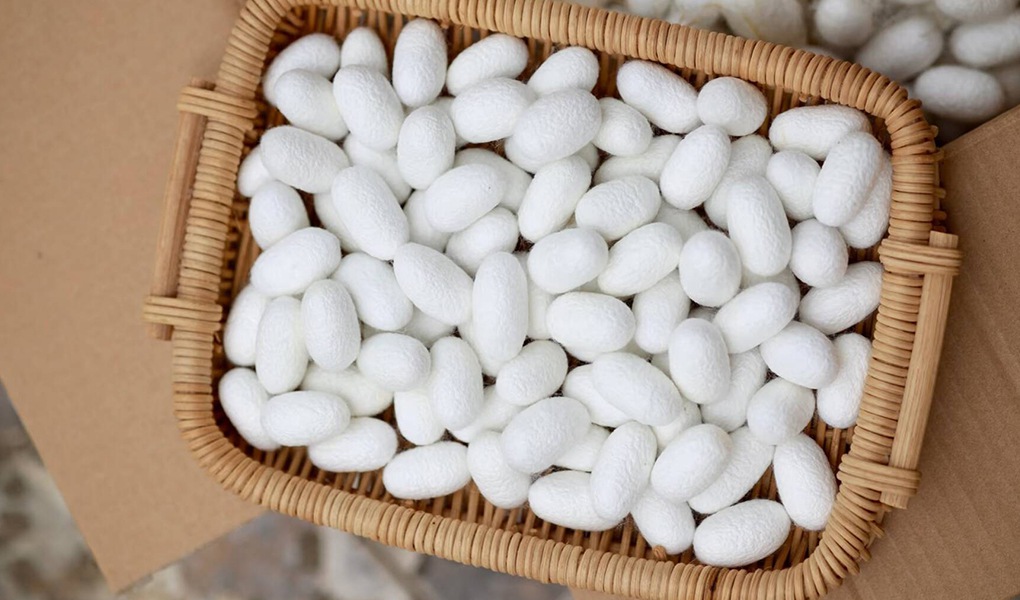 silkworm cocoon